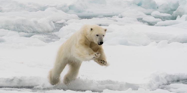 Muž skače na polarnog medvjeda koji je nasrnuo na ženu u iznenadnom napadu: policija