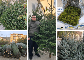 Najdugovječniji prodavatelji borova u Kaštelima: ‘Imamo božićna drvca za svaki džep’