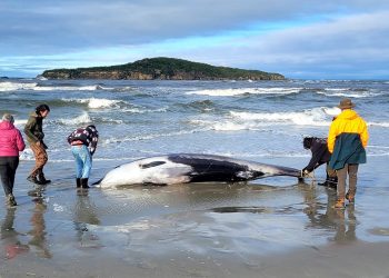 Novozelandski znanstvenici sumnjaju da je primjerak najrjeđeg kita na svijetu uginuo od ozljeda glave
