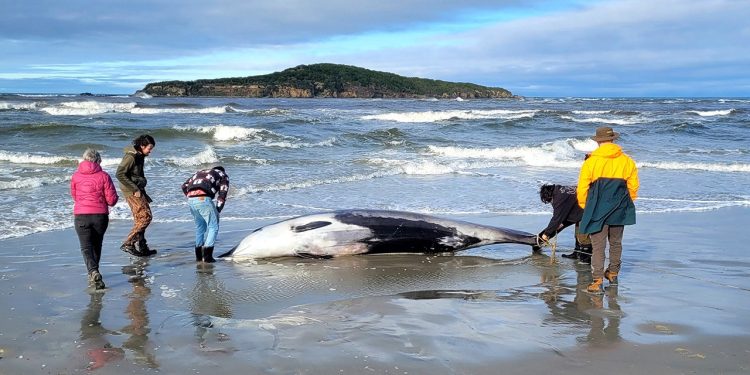 Novozelandski znanstvenici sumnjaju da je primjerak najrjeđeg kita na svijetu uginuo od ozljeda glave