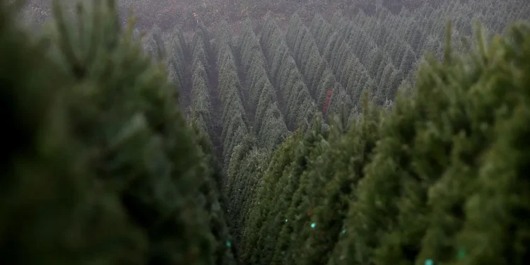 Oregon proizvodi više božićnih drvaca nego bilo koja druga država SAD-a, donoseći oko 120 milijuna dolara godišnje