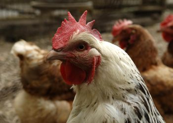 NOVI SLUČAJ Ptičja gripa se pojavila u objektu s peradi kod Ivanić Grada | NACIONAL.HR