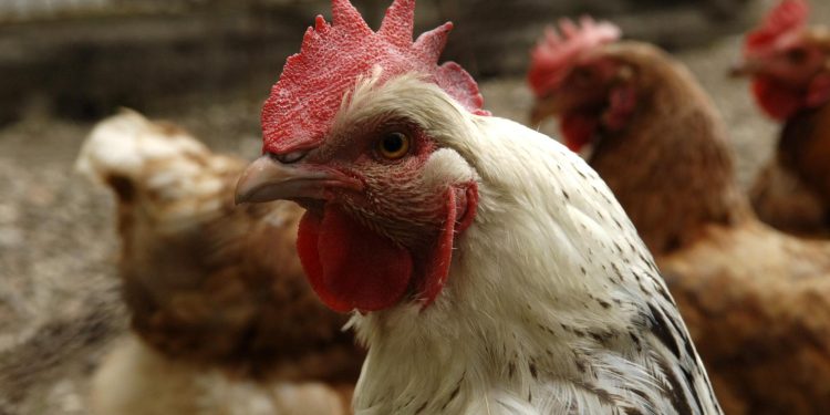 NOVI SLUČAJ Ptičja gripa se pojavila u objektu s peradi kod Ivanić Grada | NACIONAL.HR
