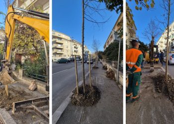 Parkovi i nasadi u akciji, sade se nova stabla u Spinutu