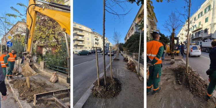 Parkovi i nasadi u akciji, sade se nova stabla u Spinutu
