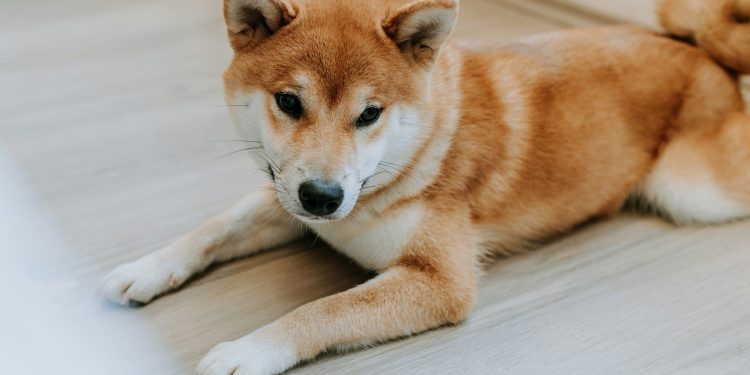 Pseći memecoini se vraćaju kako Bitcoin doseže 98.000 dolara