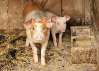 TRADICIJA KOJU SU DIREKTIVE ‘UGASILE’? U nekim dvorištima se još ‘kolje prasad’: „Nekada su to bile fešte, a sada postavljaju uvjete k’o da svinjama triba kužina i dnevni boravak“