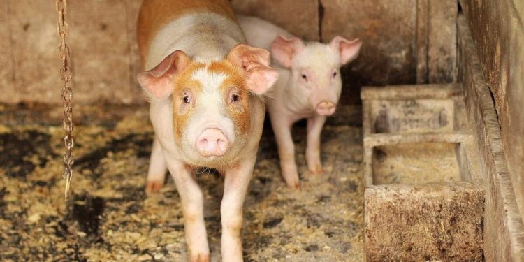 TRADICIJA KOJU SU DIREKTIVE ‘UGASILE’? U nekim dvorištima se još ‘kolje prasad’: „Nekada su to bile fešte, a sada postavljaju uvjete k’o da svinjama triba kužina i dnevni boravak“