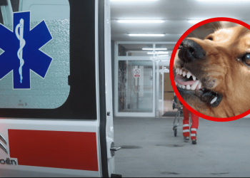 Tri psa izgrizla ženu u Dalmaciji, teško je ozlijeđena. 80-godišnjakinja završila u pritvoru