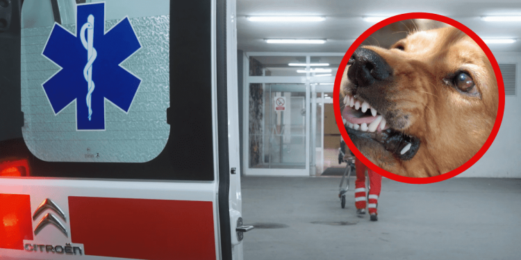 Tri psa izgrizla ženu u Dalmaciji, teško je ozlijeđena. 80-godišnjakinja završila u pritvoru