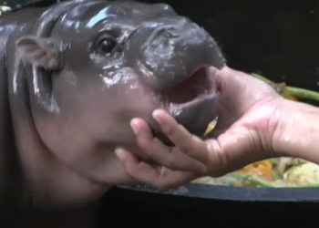 Vitalik Buterin usvojio virusnog nilskog konja Moo Denga u tajlandskom zoološkom vrtu