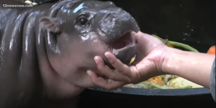 Vitalik Buterin usvojio virusnog nilskog konja Moo Denga u tajlandskom zoološkom vrtu