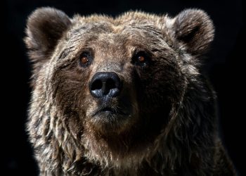 Vjerojatno više boli, kaže tržišni stručnjak nakon gubitka cijene Bitcoina od 8%.