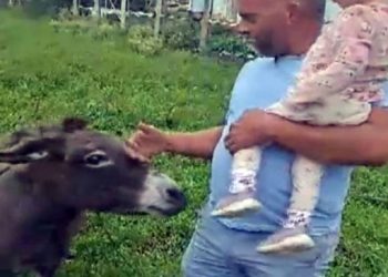 Vuk pojeo posljednje magare u selu u Dalmaciji