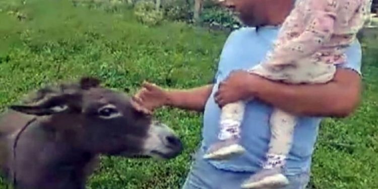 Vuk pojeo posljednje magare u selu u Dalmaciji