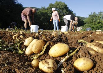 Slobodna Dalmacija – Sadite li krumpir požurite u poljoljekarne po sjeme, moglo bi ga nestati, evo što kažu stručnjaci