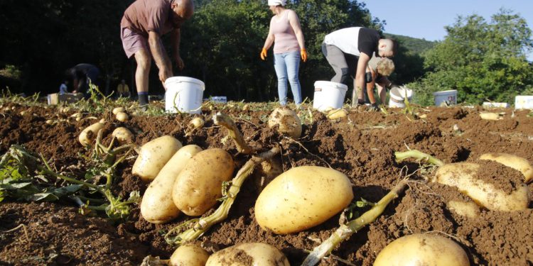 Slobodna Dalmacija – Sadite li krumpir požurite u poljoljekarne po sjeme, moglo bi ga nestati, evo što kažu stručnjaci