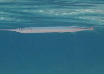 Velike ribe obožavaju živu iglicu, ali jedan je "detalj" u ribolovu jako bitan!