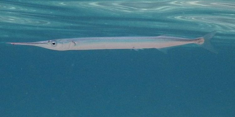 Velike ribe obožavaju živu iglicu, ali jedan je "detalj" u ribolovu jako bitan!