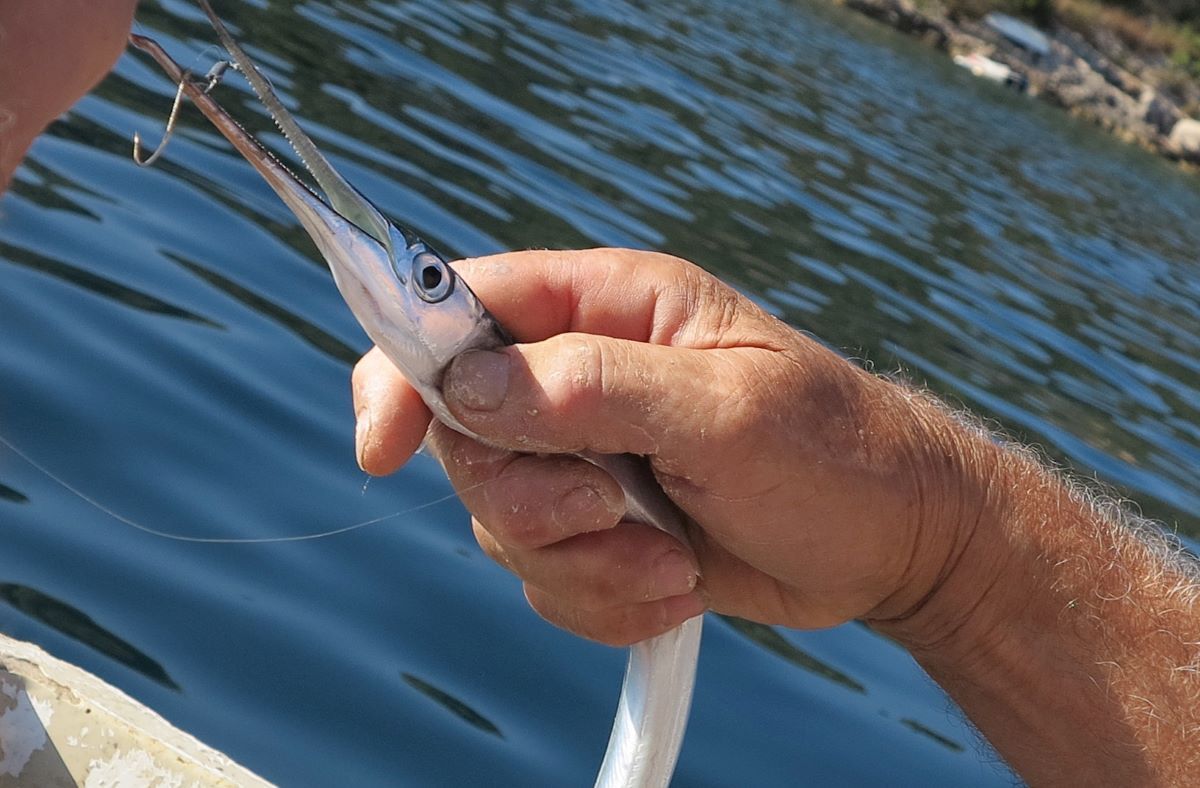 Velike ribe obožavaju živu iglicu, ali jedan je "detalj" u ribolovu jako bitan!