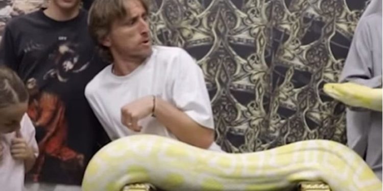 KAKVA SCENA Modrić se slikao s pitonom: Bilo je sve u redu dok nije krenuo prema njemu | NACIONAL.HR