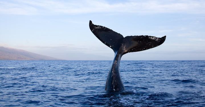 AI tokeni su pravi gubitnici DeepSeek Revolution