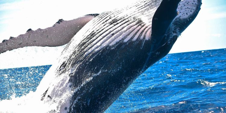 BTC kitovi u bikovskoj fazi ‘akumulacije’ dok Donald Trump preuzima dužnost