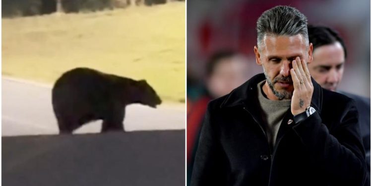 Bear ulazi u Demichelisovu kuću: reakcija obitelji