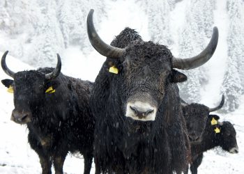 CME Bitcoin (BTC) opcije pokazuju najveći rast od Trumpove izborne pobjede, priljevi ETF-a su porasli