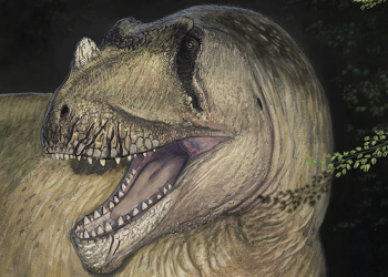 Divovski rogati dinosaur otkriven u Egiptu nakon što su fosili uništeni u Drugom svjetskom ratu