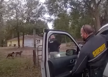 Dječaka, 8, nasmrt su izmrcvarili psi kojima je stalno bilo dopušteno da lutaju ulicama, kažu policajci