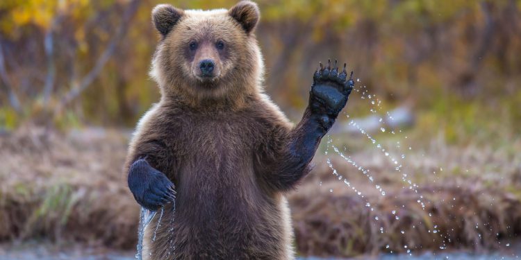 Dogecoin, Ripple je zaronio 11% jer bikovski kripto likvidacije prelaze 770 milijuna dolara