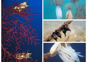 FOTO Jaja lignje, morske mačke i sipe