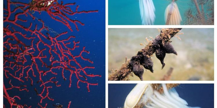 FOTO Jaja lignje, morske mačke i sipe