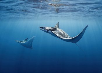 Golub uhan vrsta je koja ne poznaje granice i kojoj prijeti nestanak