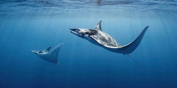 Golub uhan vrsta je koja ne poznaje granice i kojoj prijeti nestanak