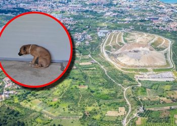 Grad Split oduzete pse uzgajane za borbe pokušava hitno prebaciti drugim skloništima u Hrvatskoj