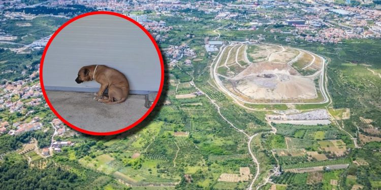 Grad Split oduzete pse uzgajane za borbe pokušava hitno prebaciti drugim skloništima u Hrvatskoj