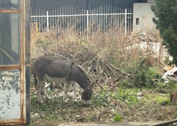 Građani zabrinuti: Magarac u Župi vezan danima u lošim uvjetima (FOTO/VIDEO)