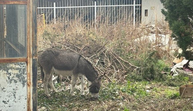 Građani zabrinuti: Magarac u Župi vezan danima u lošim uvjetima (FOTO/VIDEO)
