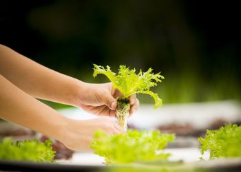 HIDROPONSKI VRT Ispunjenje sna svim vrtlarima koji žive u zgradama | NACIONAL.HR