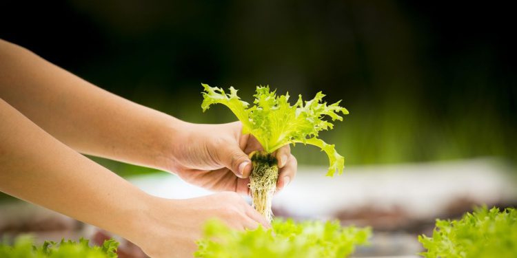 HIDROPONSKI VRT Ispunjenje sna svim vrtlarima koji žive u zgradama | NACIONAL.HR