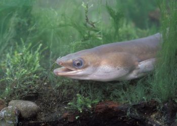 Znanstvena saznanja iz korijena mijenjaju znanje o kritično ugroženoj vrsti: "Mislilo se da živi do 29 godina…"