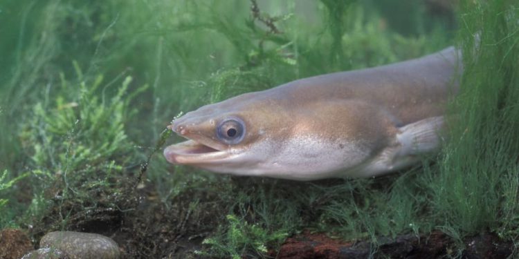 Znanstvena saznanja iz korijena mijenjaju znanje o kritično ugroženoj vrsti: "Mislilo se da živi do 29 godina…"