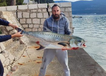 KAKVA MRCINA Ribar u Neumskom zaljevu ulovio licu od 30 kilograma: "Borili smo se skoro sat vremena!"