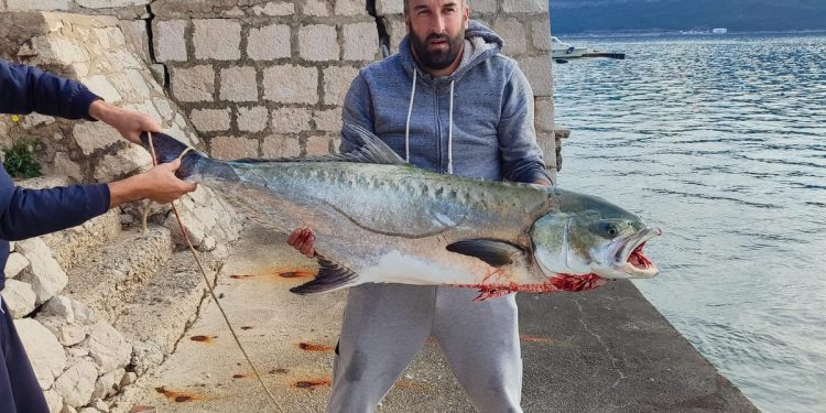 KAKVA MRCINA Ribar u Neumskom zaljevu ulovio licu od 30 kilograma: "Borili smo se skoro sat vremena!"
