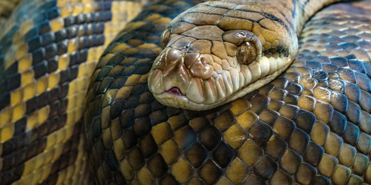 Kako će se BTC i CD20 ponašati u godini zmije?