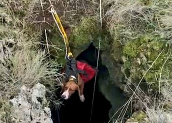 Lovački pas na Hvaru upao u 20 metara duboku jamu, spasili ga vatrogasci