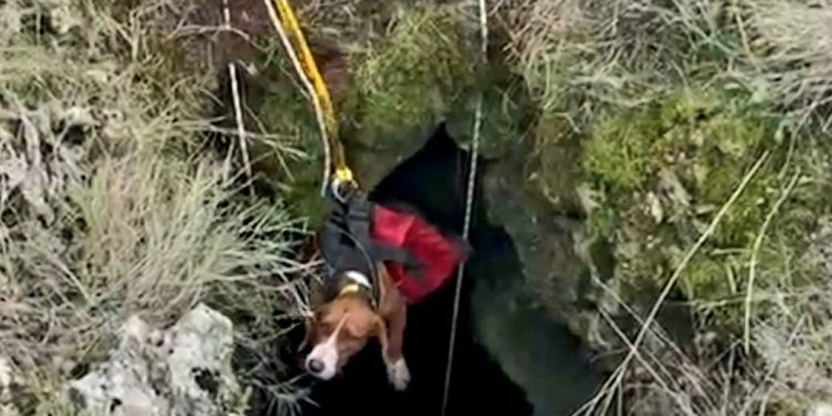 Lovački pas na Hvaru upao u 20 metara duboku jamu, spasili ga vatrogasci