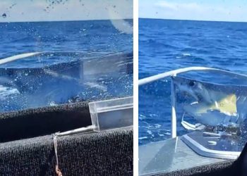 Morski pas “uletio” na ribarski brod